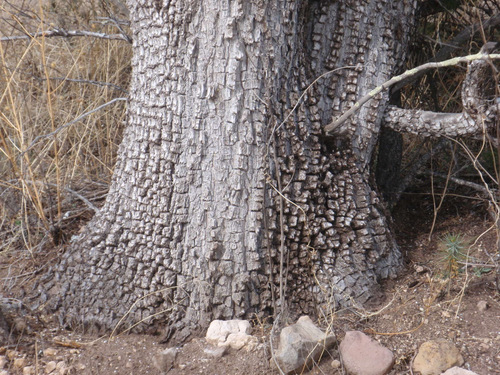 Cedar varient, perhaps very old.